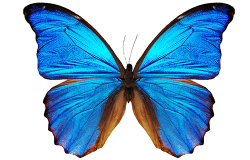 General - Butterflies