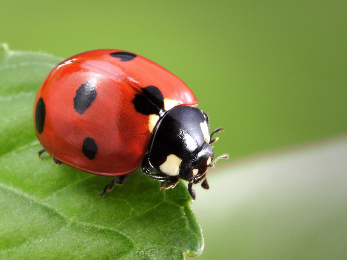 General - Ladybug