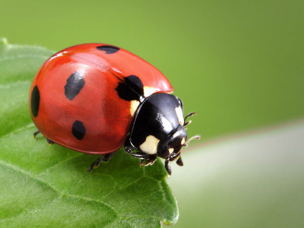 General - Ladybug