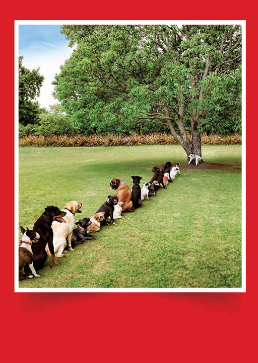Dogs In Line Birthday Card