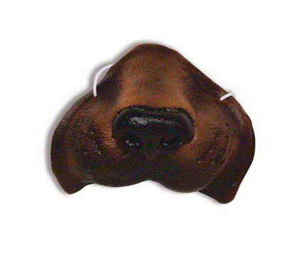 Brown Dog Nose