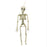 Fright Night 90cm pale bone-coloured full-body skeleton decoration with hanging loop