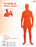 Adult Invisible Man Orange Standard Size