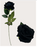 Black Diamond Velvet Single Stem Rose 51cm