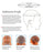 Adult wig fit guide showing how to measure head circumference and adjustable cap construction, approximately 21–22 inches