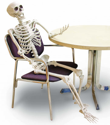 Posable Skeleton - 60 Inch