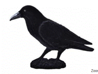 Small Black Bertram the Raven 18cm x 30cm